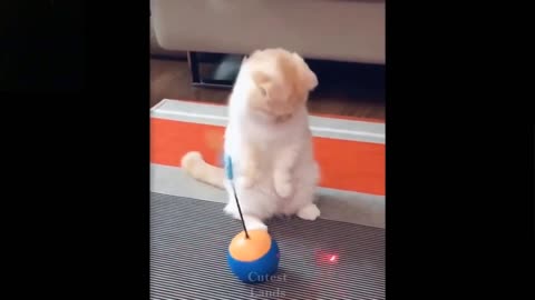 Funny animal skipped