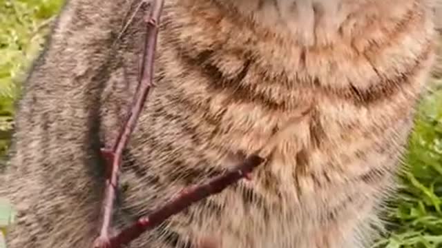 7.cute and funny cat shorts❤ #shorts #cutecat