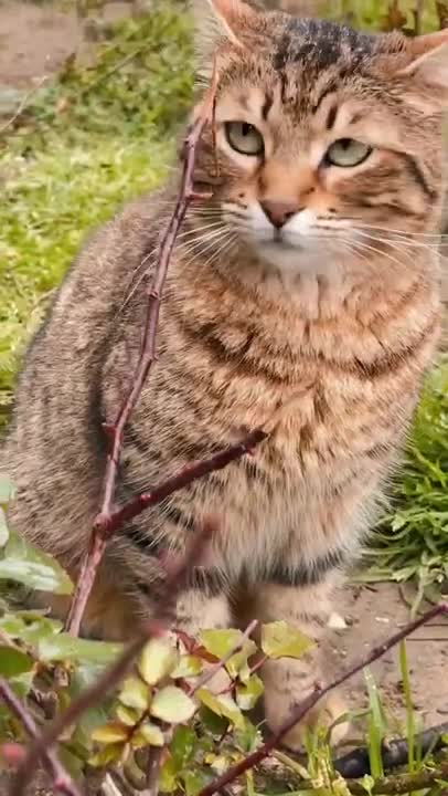 7.cute and funny cat shorts❤ #shorts #cutecat