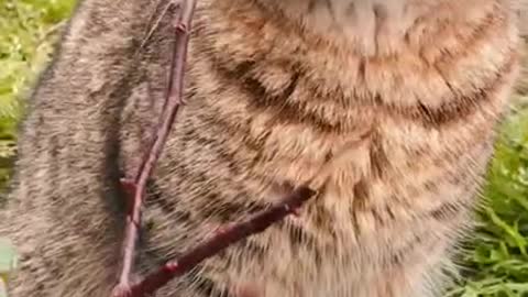 7.cute and funny cat shorts❤ #shorts #cutecat
