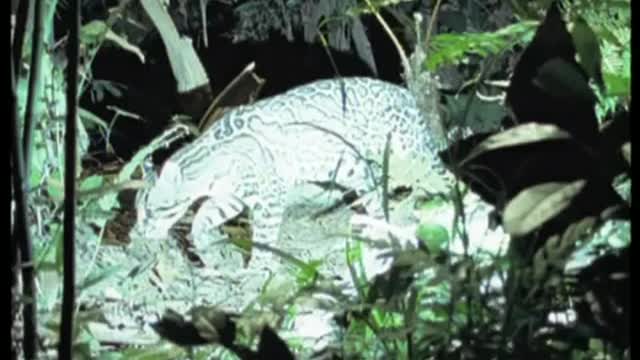 Paparazzi Animals on the Hunt | Jungle Nights | BBC Earth