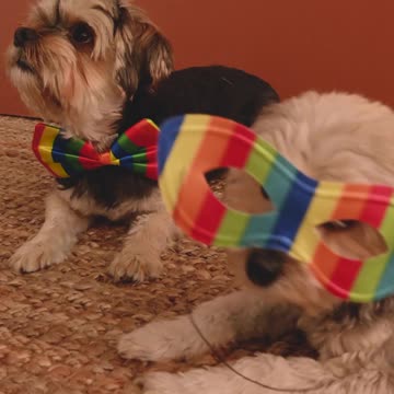 Headed to the puppy maskarade