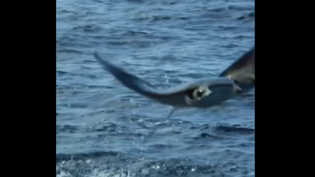 Giant eagle rays take flight