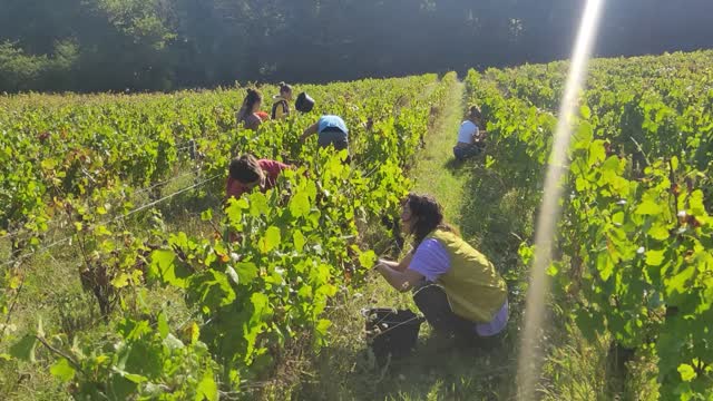 Picking Gamay at Les Maisons Brûlées (Loire)