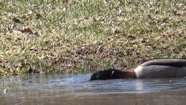 Just Ducking Around