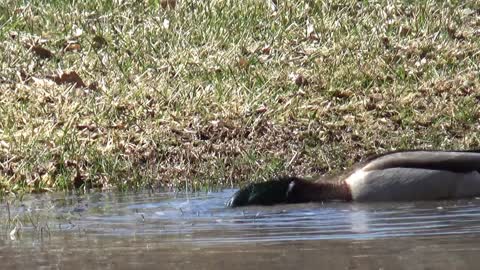 Just Ducking Around
