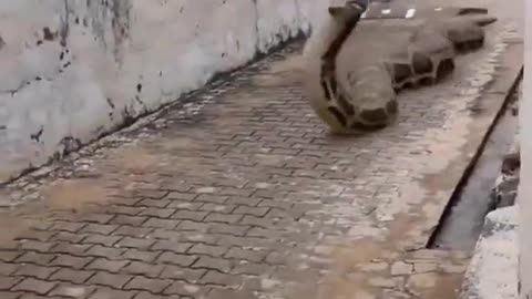 Snake Chasing Man Down