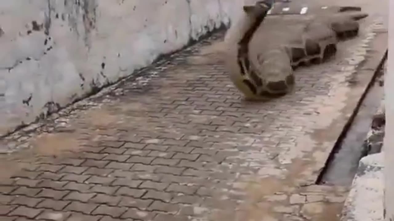 Snake Chasing Man Down