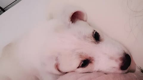 cute dog whity