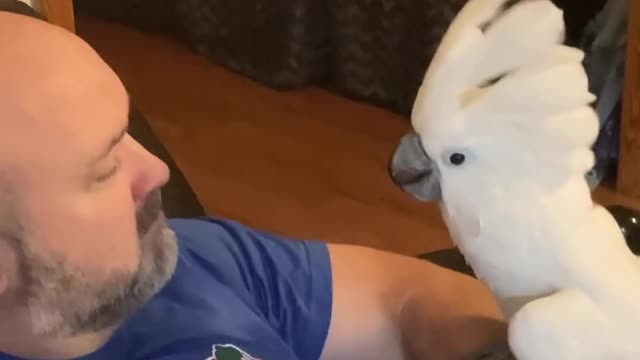 Cute Parrots Compilation