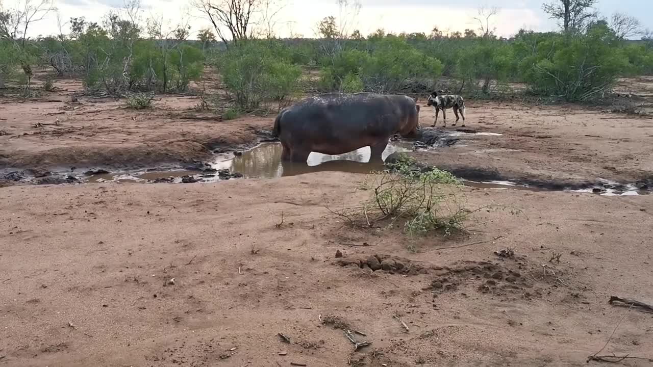 Pack of Wild dogs vs Hippo