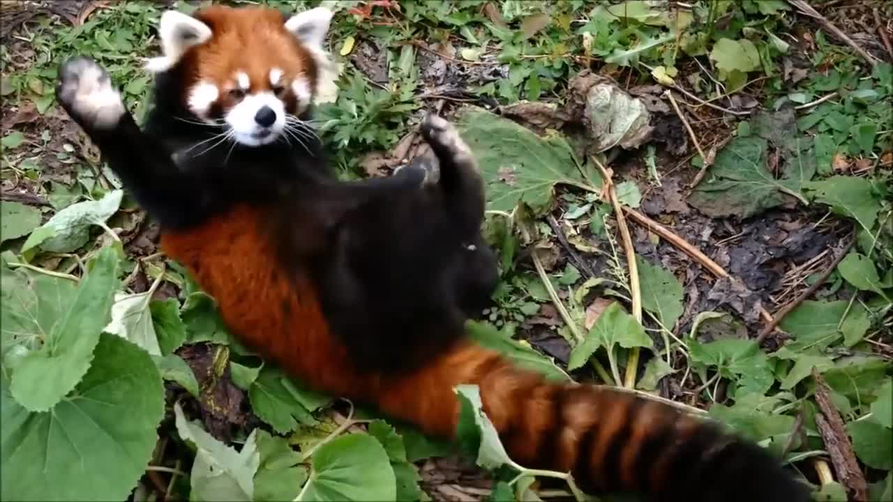 Most Adorable Red Panda - CUTEST Compilation