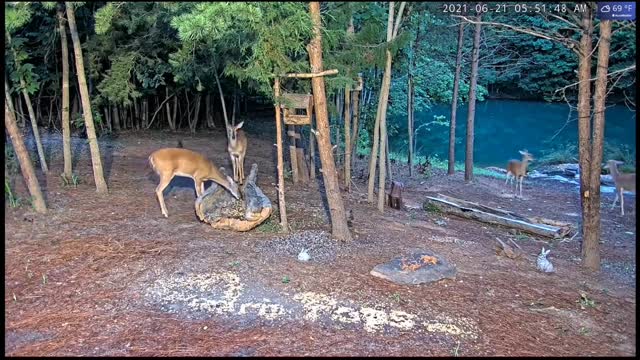 Deer Dance -Doe Deer Doing da Do-si-Doe!