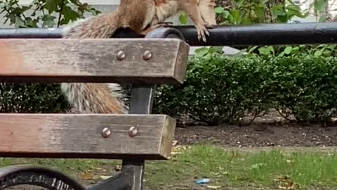 A cute squirrel is looking to get something to eat.