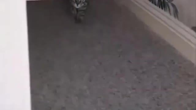 My Cat loves To Play Hide And Seek