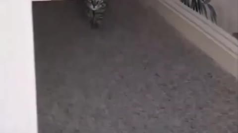 My Cat loves To Play Hide And Seek