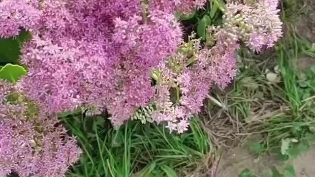 Lots of pink flowers