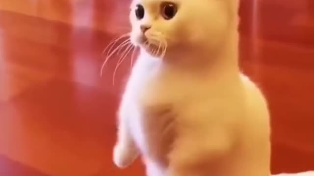 Cat short video