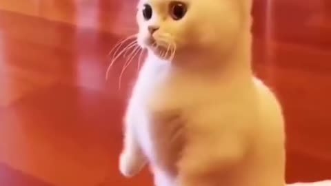 Cat short video