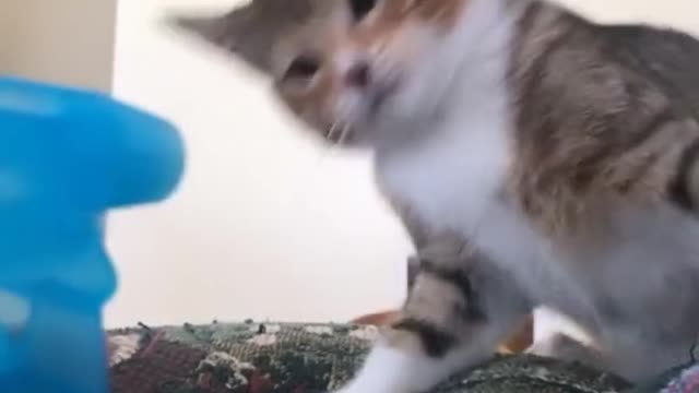 Funny cat
