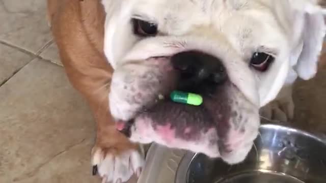 Gerald, el bulldog, intenta tomar una pastilla