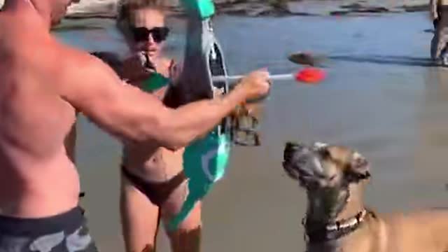 Dog chasing arrow