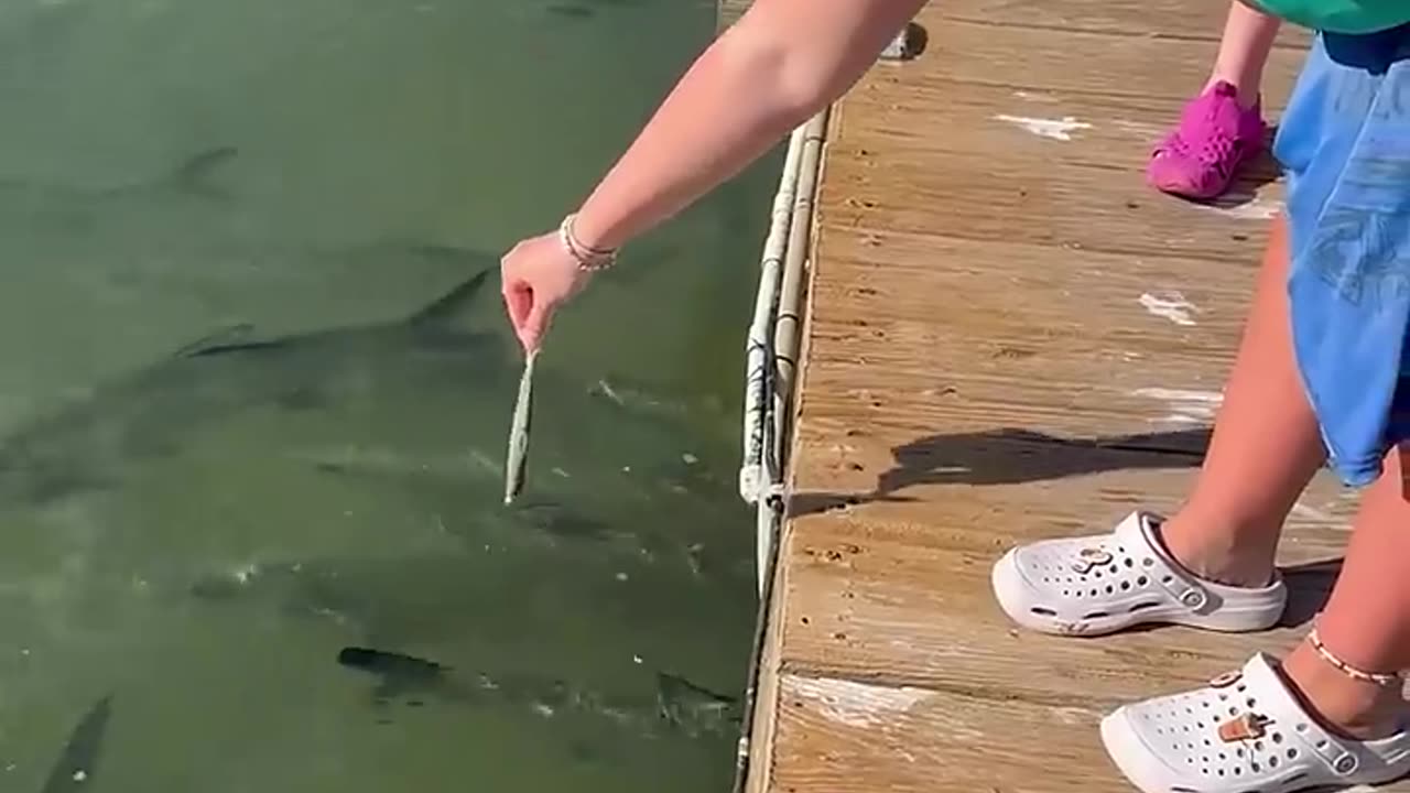 Pelican Snatches Tarpon's Hand-Fed Meal || ViralHog