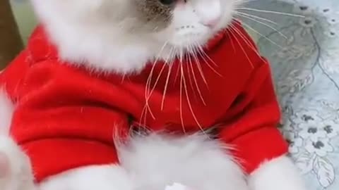 funny cute cats, funny cats, cute cats