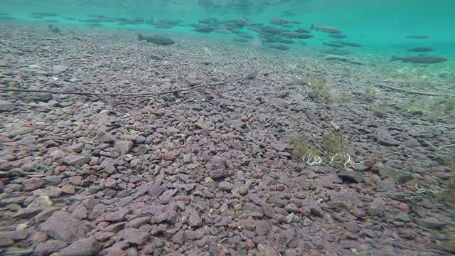 Trout Delivery to Clear Lake Oregon