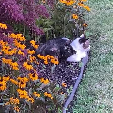 2 Happy Ferals - Summer Lovin' Feral Style