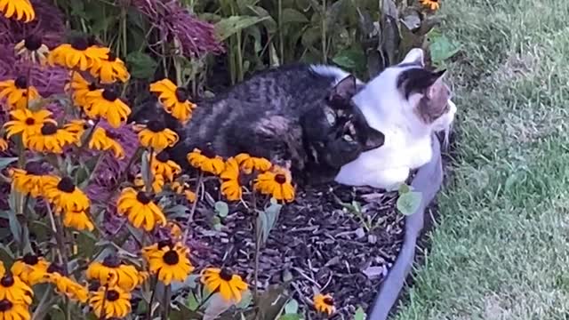 2 Happy Ferals - Summer Lovin' Feral Style