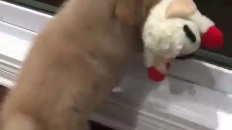 The dog is holding the toy in its mouth.