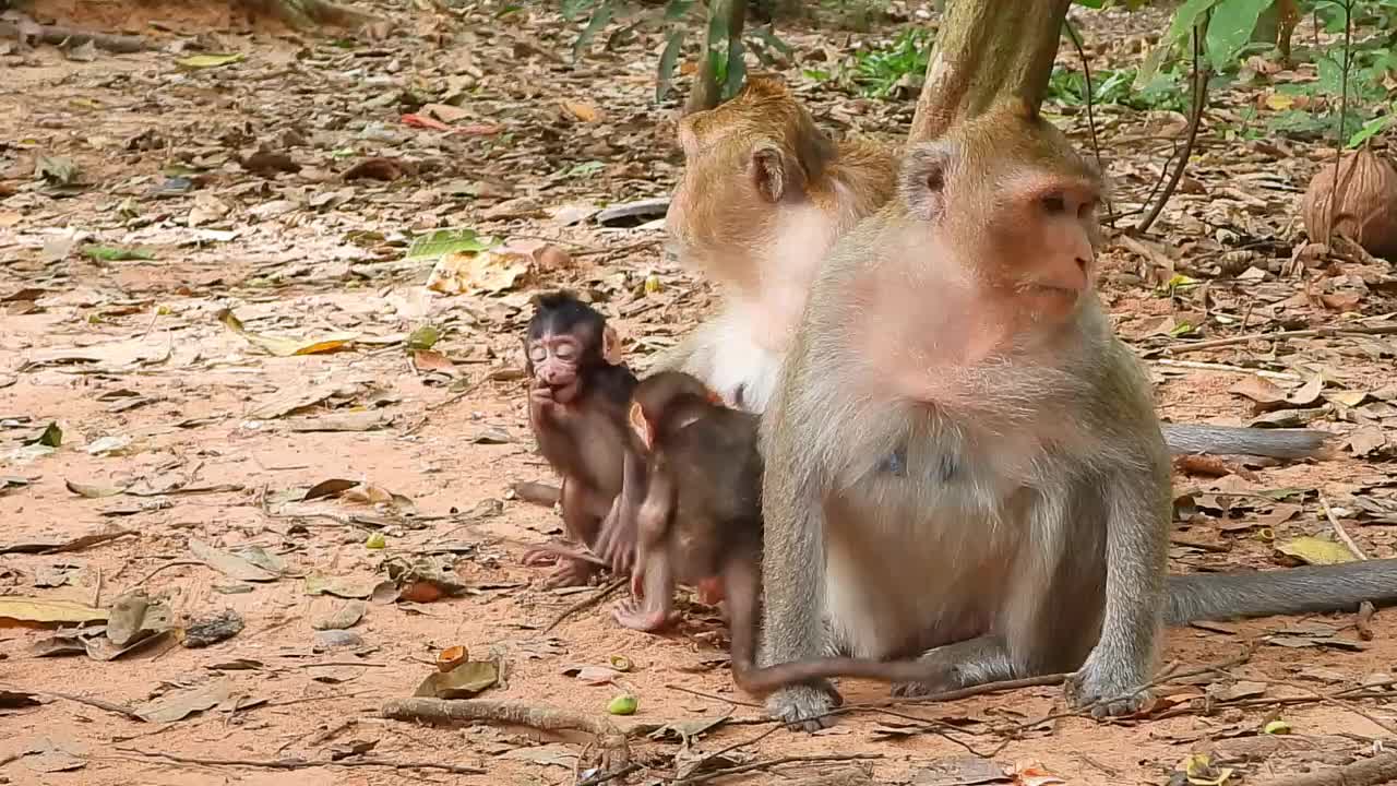 Brinn And Ginger have time together to suckle baby