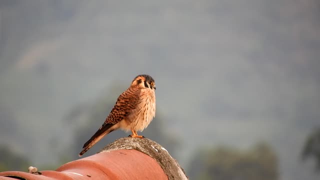 nature-ave-bird-stumb