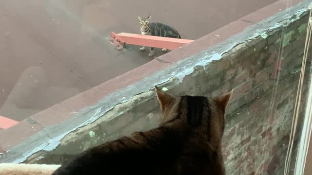 Cat Does Not Want to be Friends