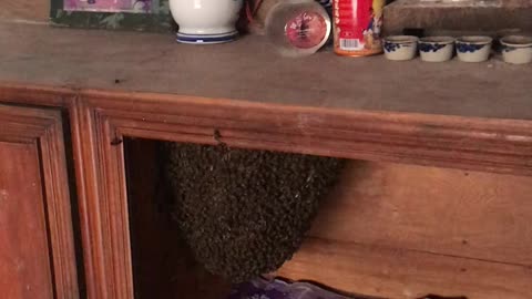 Bees Construct Huge Beehive Inside Cupboard