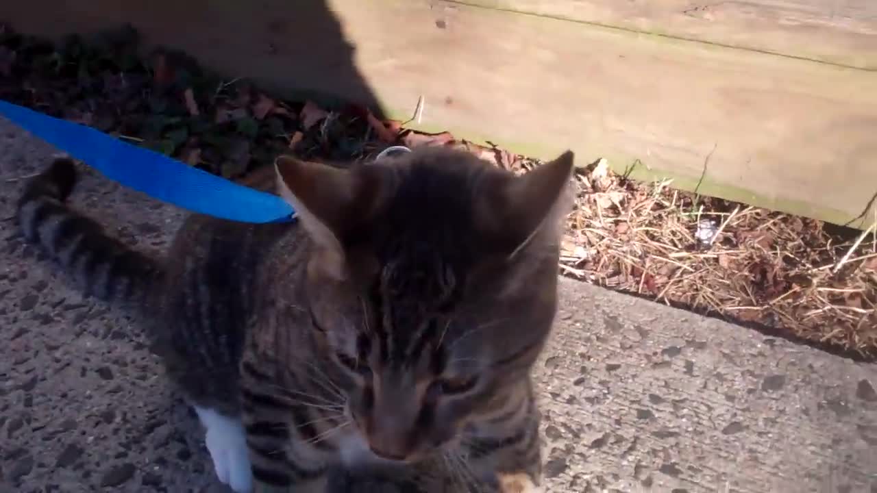 ♕♕ How to Train your cat to walk on a Leash ♕♕