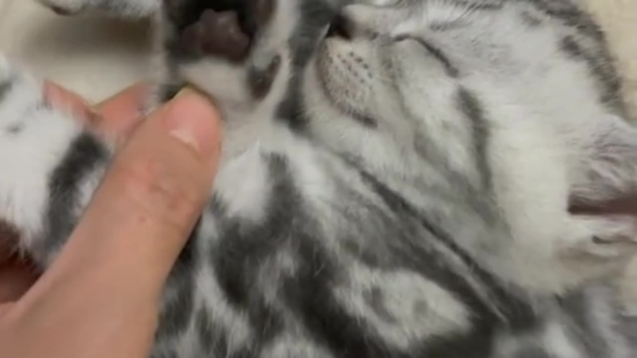 Adorable Feline Frenzy