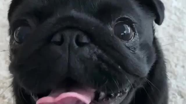 Funny 😆 Bulldog Video | Bulldog French