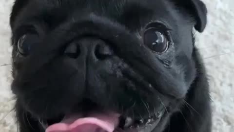 Funny 😆 Bulldog Video | Bulldog French