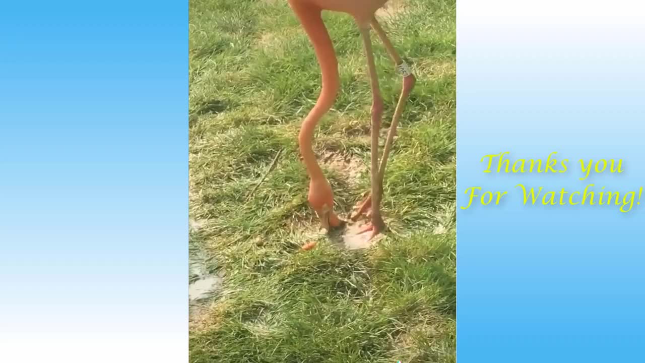 Cute cats and dog funny