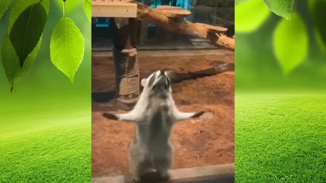 raccoon dancing