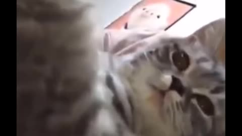 Funniest Cats 😹 - Don-t try to hold back Laughter 😂 - Funny Cats Life 23