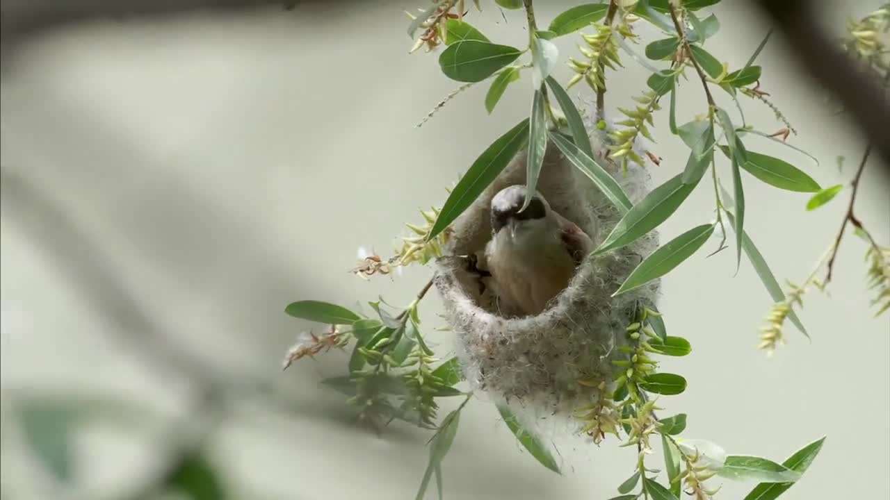 A warm nest.