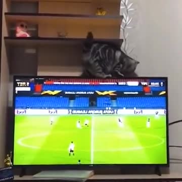 A cat breaks the TV