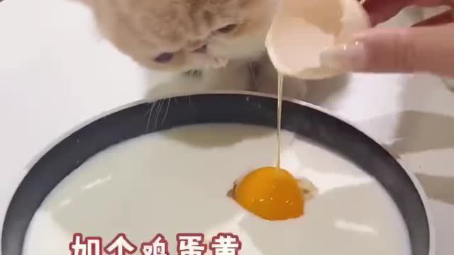 cute cat -A Cute Cat drink compilation 2022