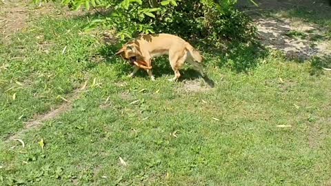 Goofy Pooch Fails Successfully during Fetch