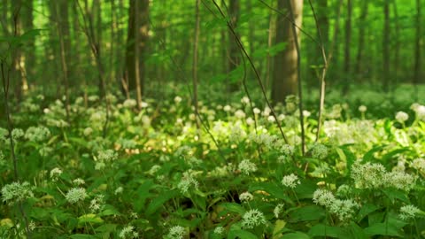 Wild flowers across the forest floor