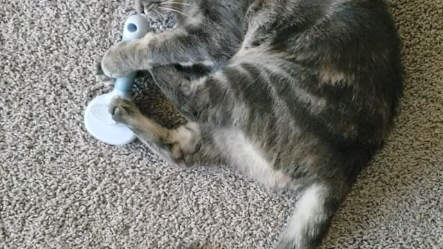 My cat playing with her brush