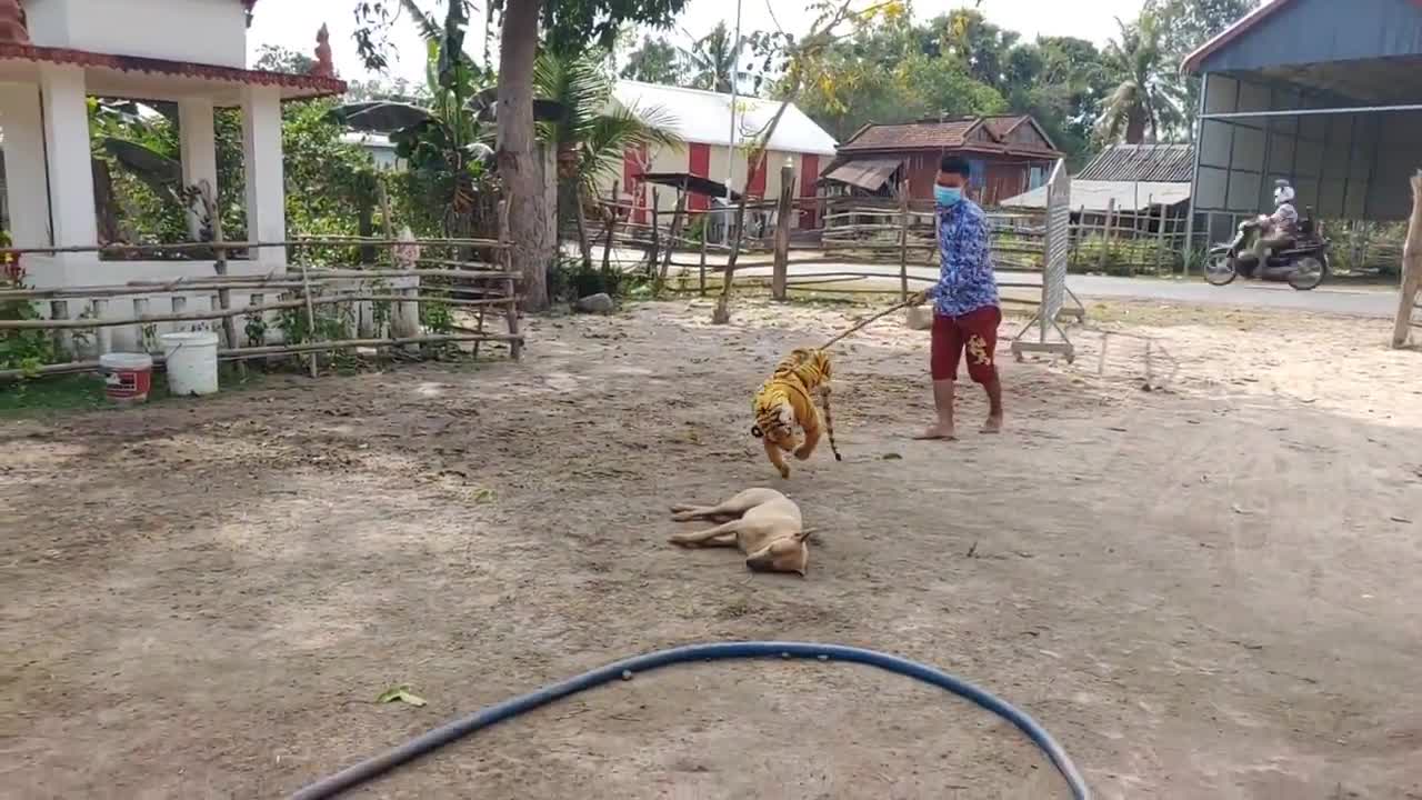 Dummy tiger parks with dogs